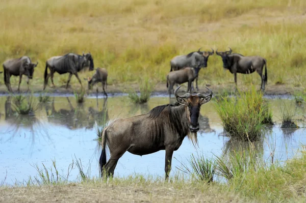 Wildebeest no parque nacional do Quênia — Fotografia de Stock