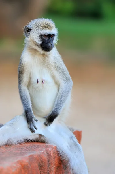 Macaco-vervet de close-up — Fotografia de Stock