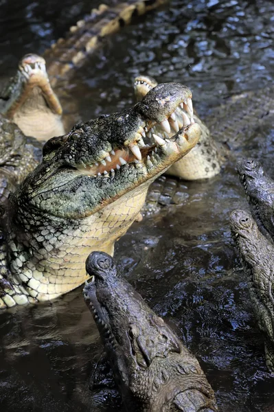 Krokodil a vízben. Kenya, Afrca — Stock Fotó