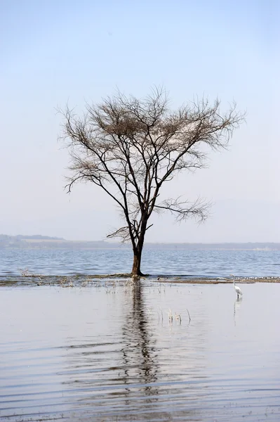 Alberi secchi nel lago — Foto Stock