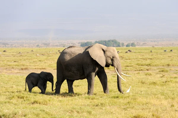 Elephant national park i Kenya — Stockfoto