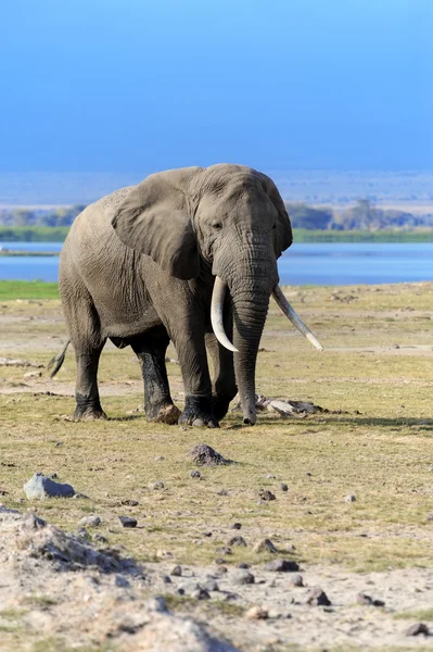 Elefante en el Parque Nacional de Kenia — Foto de Stock