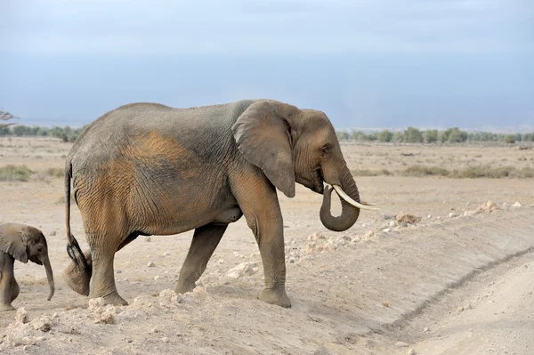 Fil Kenya Milli Parkı — Stok fotoğraf