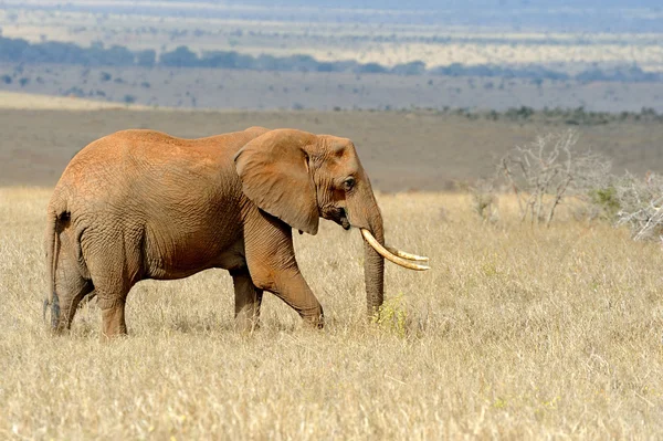 Elephant in National park of Kenya — Stock Photo, Image