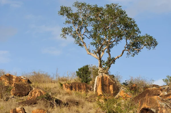 Paisagem com árvore na África — Fotografia de Stock