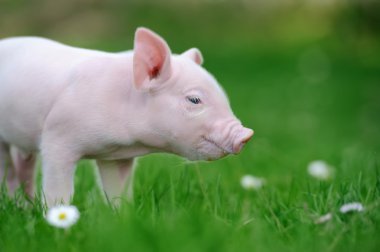 Genç çimenlerin üzerinde domuz