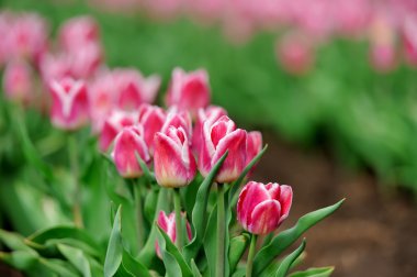 Bahar tarlasında laleler