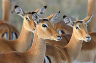 Impala Afrika savana üzerinde