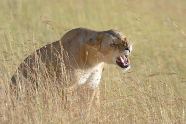 Afrika aslanı Park Güney Afrika için