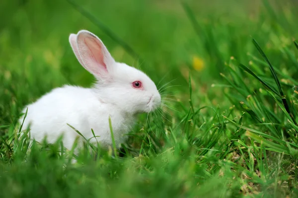Białe króliczki w trawie — Zdjęcie stockowe