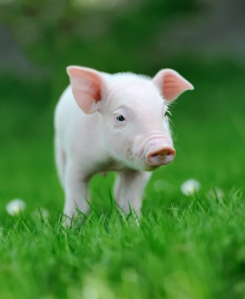 Młoda świnia na trawie — Zdjęcie stockowe