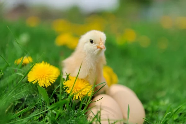 Λίγο τα κοτόπουλα σε ένα χόρτο — Φωτογραφία Αρχείου