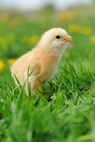 Маленькі кури на траві — стокове фото