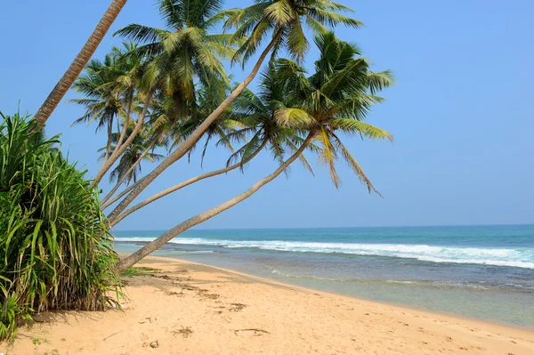 Praia tropical com palma — Fotografia de Stock