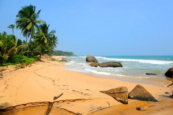 Praia tropical com palma — Fotografia de Stock