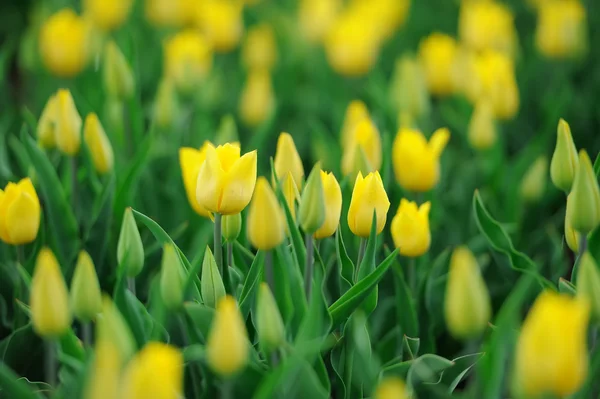 Тюльпани на весняному полі — стокове фото
