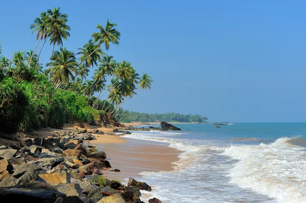 palm ile tropikal plaj