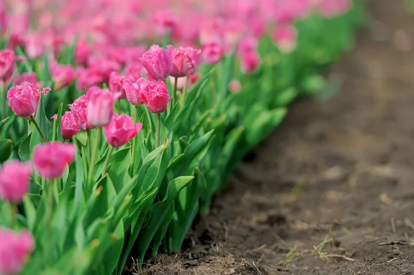 Tulipanes en campo de primavera — Foto de Stock