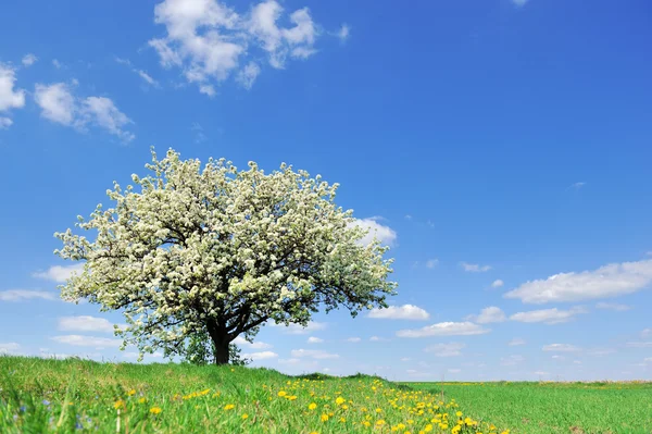 Árbol de una sola flor en primavera —  Fotos de Stock