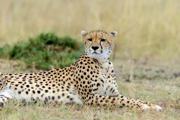 Cheetah savannah Afrika üzerinde — Stok fotoğraf
