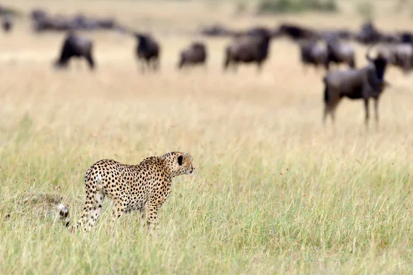 Гепард о саванне в Африке — стоковое фото