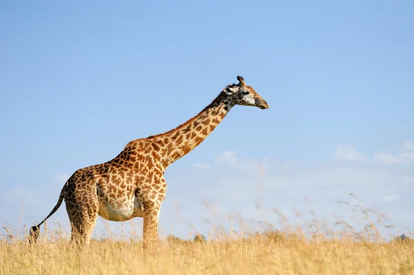 Giraffe op de savanne in Afrika — Stockfoto