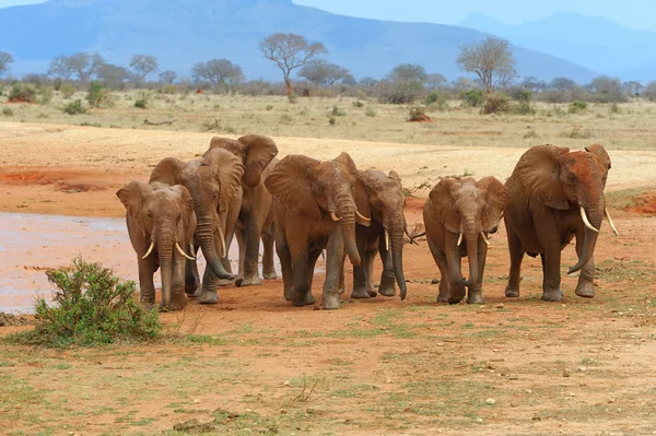 Elefant auf Savanne in Afrika — Stockfoto