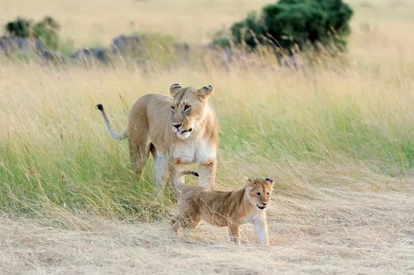 Dişi aslan yavrusu ile — Stok fotoğraf