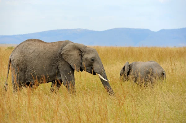 Ελέφαντας στην σαβάνα της Αφρικής — Φωτογραφία Αρχείου