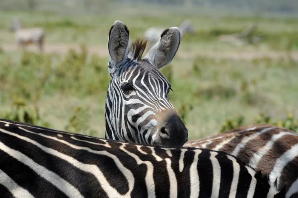 Zebra på gräsmark i Afrika — Stockfoto