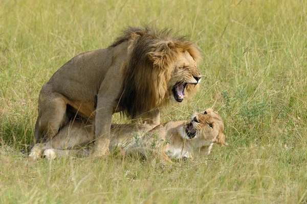 Afrikaanse leeuw in het Park Zuid-Afrika — Stockfoto