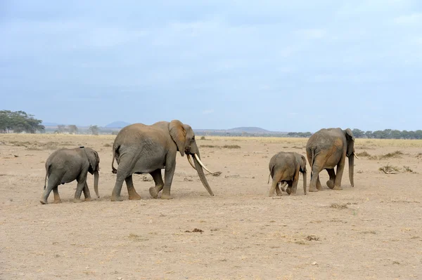 Elephant on savannah in Africa — Stock Photo, Image
