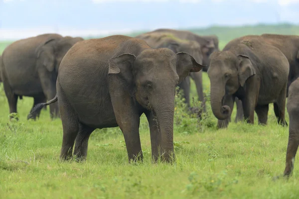 Elefanter i Sri Lanka - Stock-foto