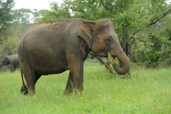 Éléphants en Sri Lanka — Photo