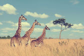 Картина, постер, плакат, фотообои "group giraffe in national park of kenya", артикул 109901068