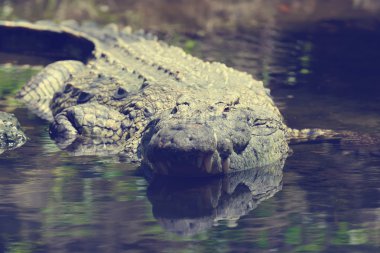 Kenya Ulusal Parkı, Afrika timsah