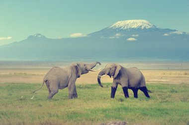 Elephant with Mount Kilimanjaro clipart