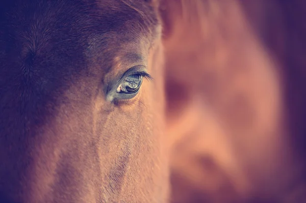 Ojo de caballo árabe — Foto de Stock