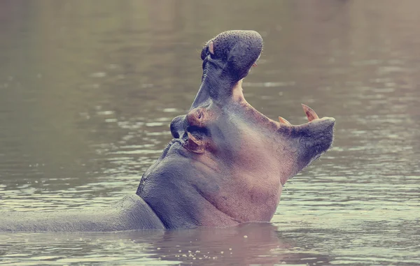 Flodhäst i vatten — Stockfoto