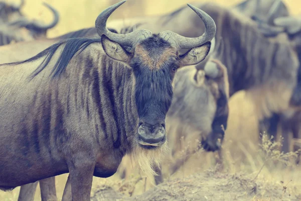 Retrato de um gnu — Fotografia de Stock