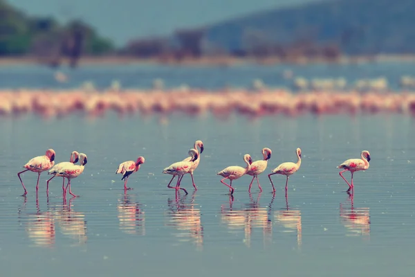 Фламинго, плывущие по мелкой лагуне — стоковое фото
