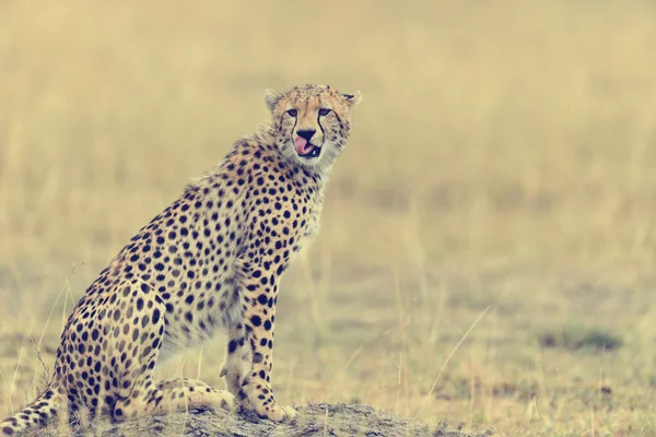 Afrikanischer Gepard — Stockfoto