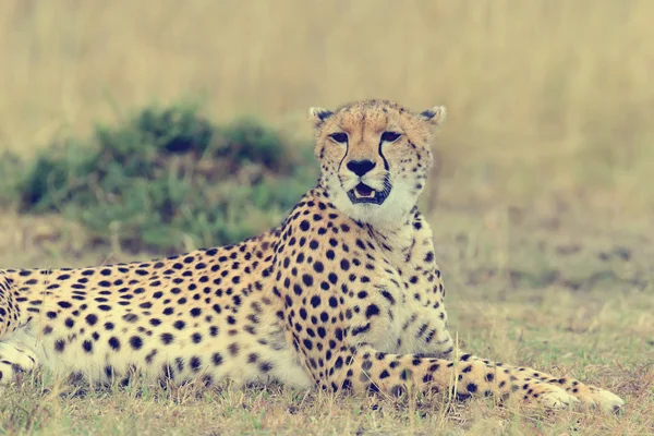 Cheetah. África, Quénia — Fotografia de Stock