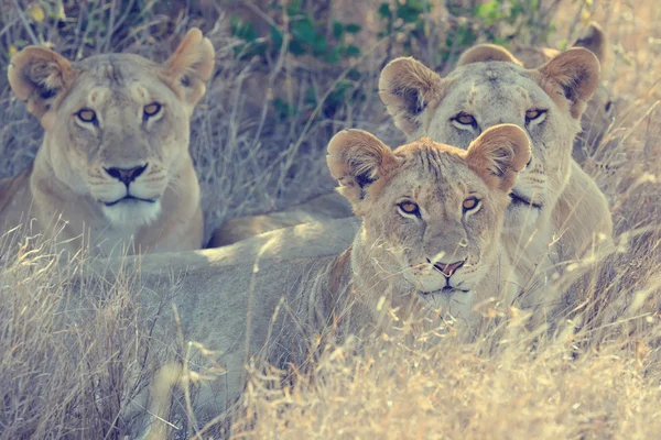 Leão no parque nacional do Quênia, África — Fotografia de Stock