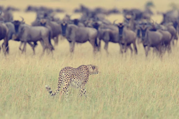 야생 아프리카 치타 — 스톡 사진