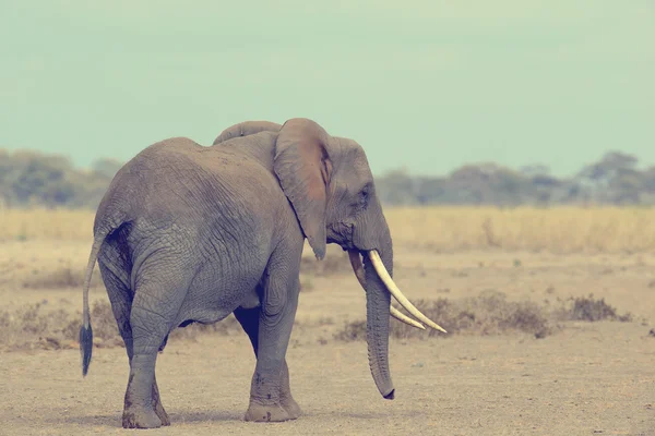 Ελέφαντας στην σαβάνα της Αφρικής — Φωτογραφία Αρχείου