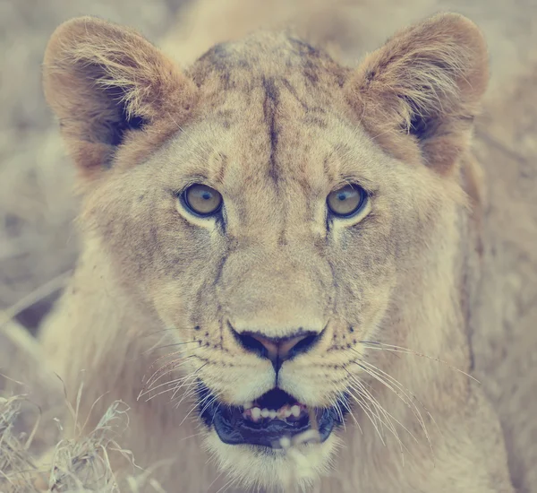 Lion dans le parc national du Kenya — Photo