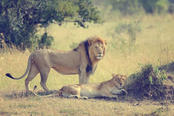 Löwe im Nationalpark Kenia, Afrika — Stockfoto