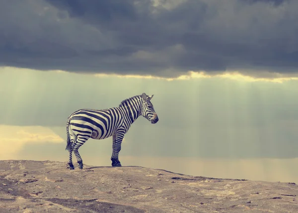 Taş Afrika'da zebra — Stok fotoğraf