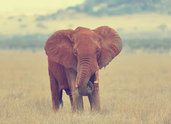 Elefante en el Parque Nacional de Kenia — Foto de Stock